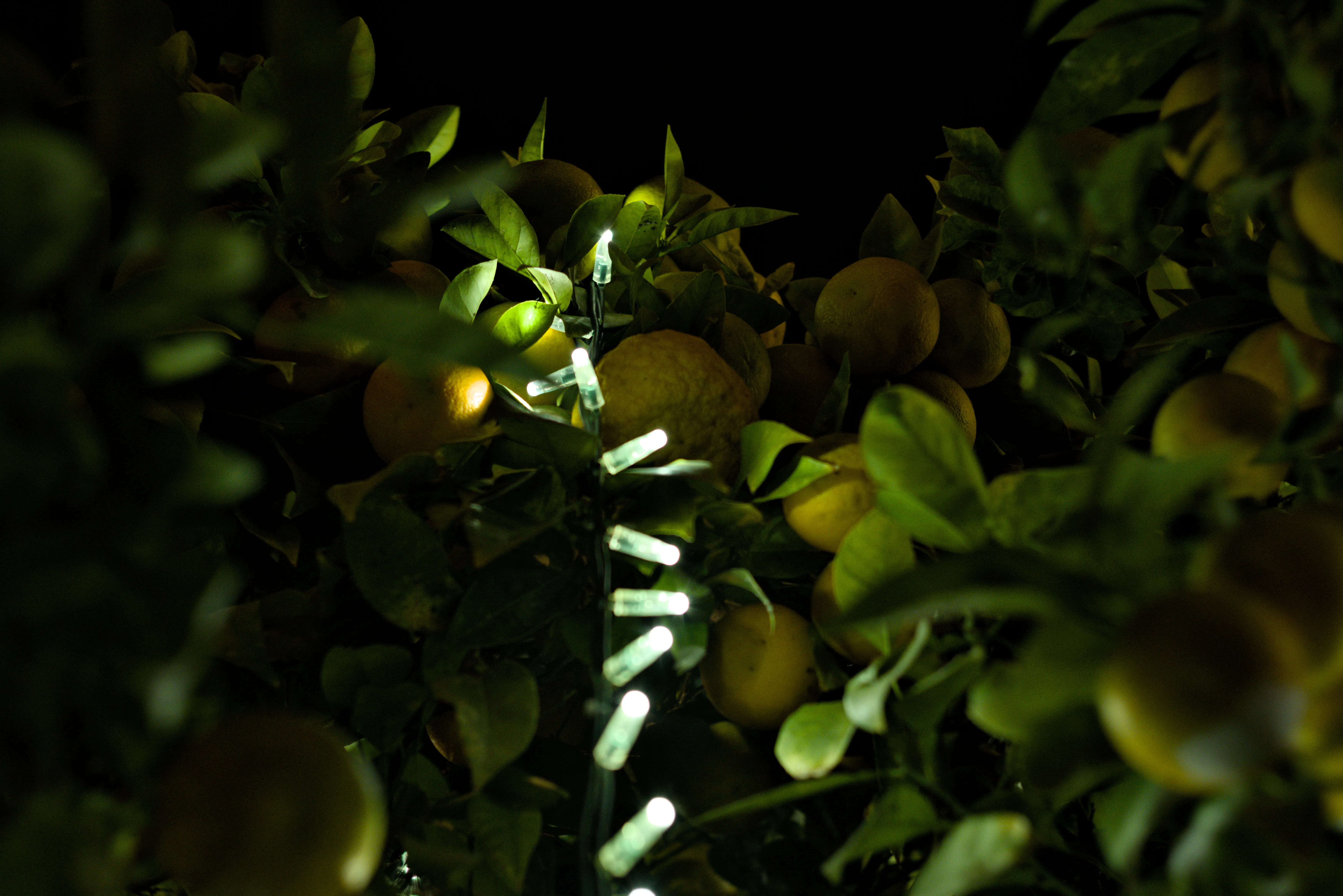 Zenith Helios-77M-4 1,850 (VOMZ) - _I4A6621.webp